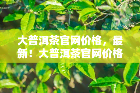 大普洱茶官网价格，最新！大普洱茶官网价格全览，让您轻松选购心仪好茶！