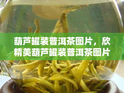 葫芦罐装普洱茶图片，欣精美葫芦罐装普洱茶图片，品味传统与现代的完美结合！