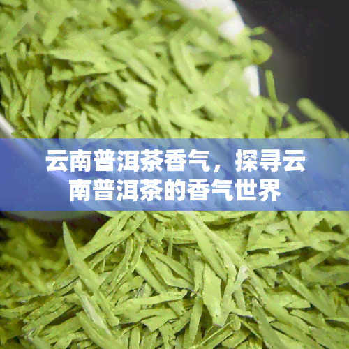 云南普洱茶香气，探寻云南普洱茶的香气世界