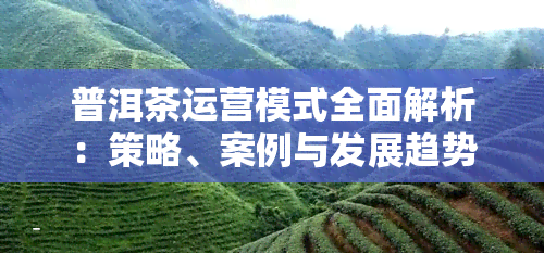 普洱茶运营模式全面解析：策略、案例与发展趋势