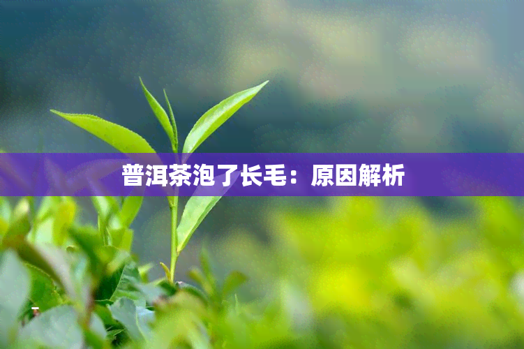 普洱茶泡了长毛：原因解析