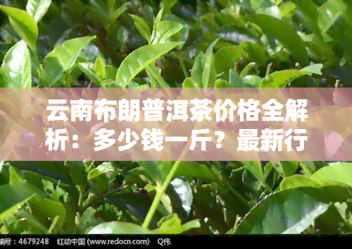 云南布朗普洱茶价格全解析：多少钱一斤？最新行情走势！