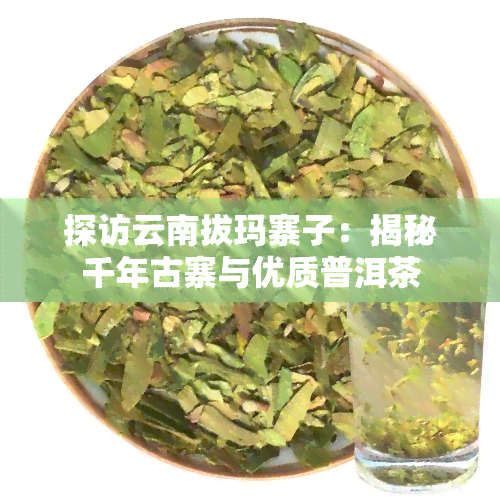 探访云南拔玛寨子：揭秘千年古寨与优质普洱茶