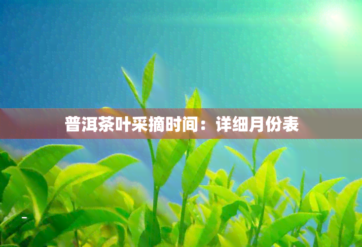 普洱茶叶采摘时间：详细月份表