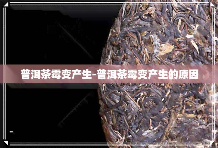 普洱茶霉变产生-普洱茶霉变产生的原因