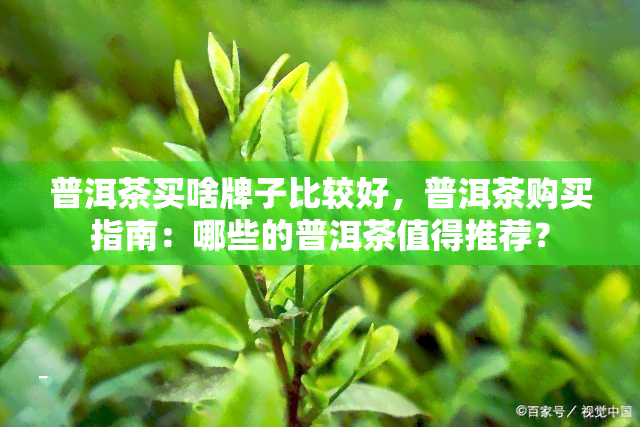 普洱茶买啥牌子比较好，普洱茶购买指南：哪些的普洱茶值得推荐？