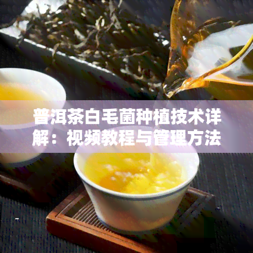 普洱茶白毛菌种植技术详解：视频教程与管理方法