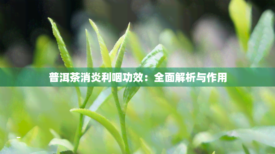 普洱茶消炎利咽功效：全面解析与作用