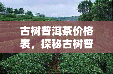 古树普洱茶价格表，探秘古树普洱茶的世界：价格表大揭秘！