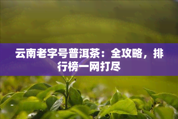 云南老字号普洱茶：全攻略，排行榜一网打尽