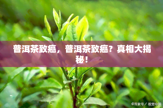 普洱茶致癌，普洱茶致癌？真相大揭秘！