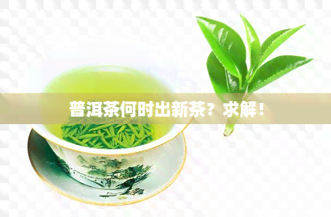 普洱茶何时出新茶？求解！