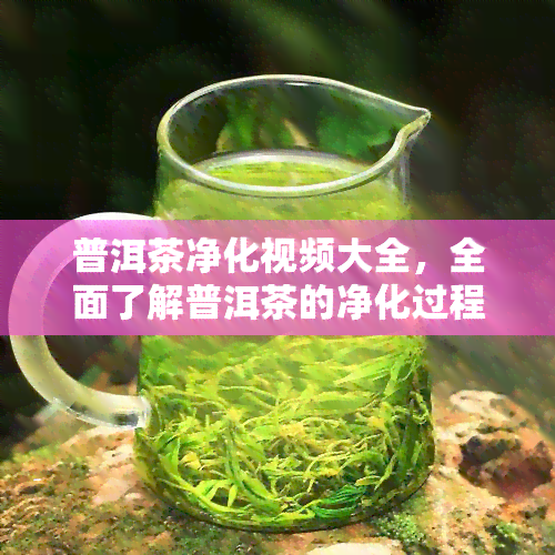 普洱茶净化视频大全，全面了解普洱茶的净化过程：视频大全解析