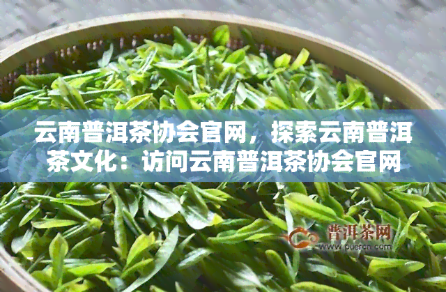 云南普洱茶协会官网，探索云南普洱茶文化：访问云南普洱茶协会官网