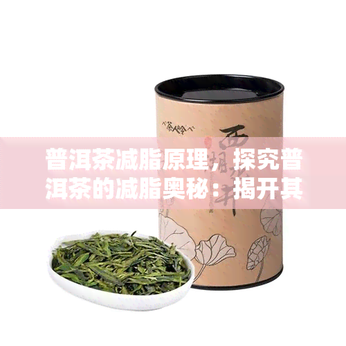 普洱茶减脂原理，探究普洱茶的减脂奥秘：揭开其背后的科学原理