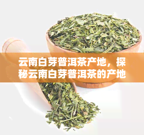 云南白芽普洱茶产地，探秘云南白芽普洱茶的产地：独特的地理环境与越品质