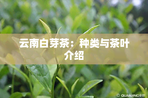 云南白芽茶：种类与茶叶介绍