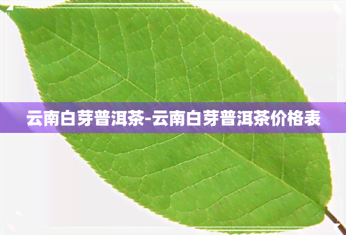 云南白芽普洱茶-云南白芽普洱茶价格表