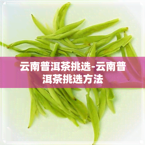 云南普洱茶挑选-云南普洱茶挑选方法