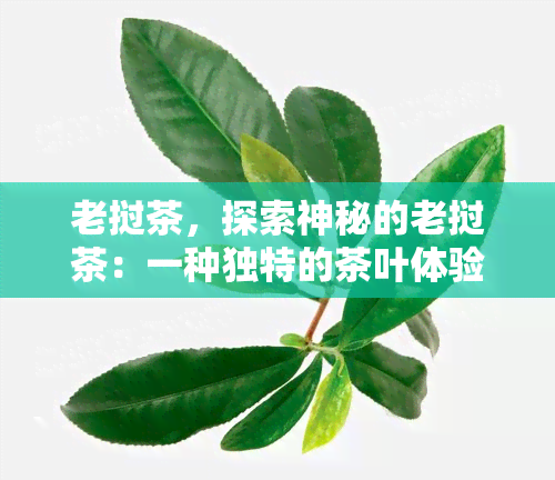 老挝茶，探索神秘的老挝茶：一种独特的茶叶体验