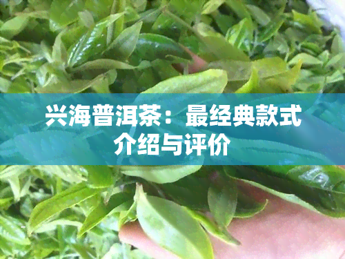 兴海普洱茶：最经典款式介绍与评价