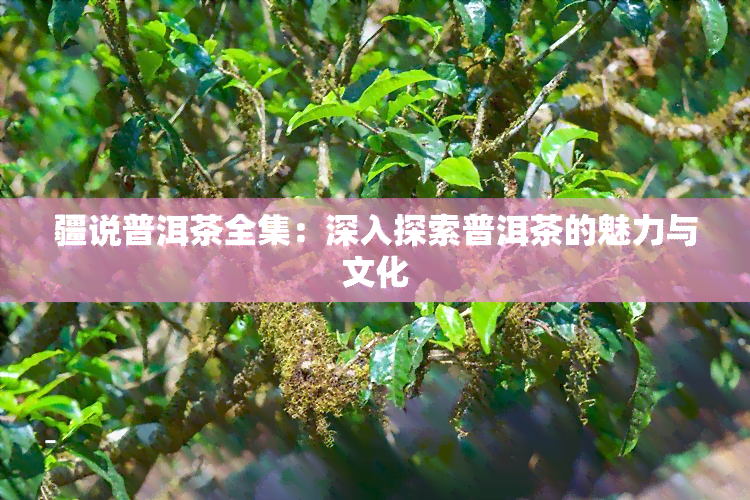 疆说普洱茶全集：深入探索普洱茶的魅力与文化