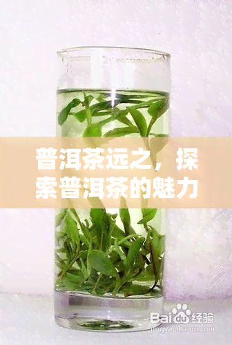 普洱茶远之，探索普洱茶的魅力：与远之的对话