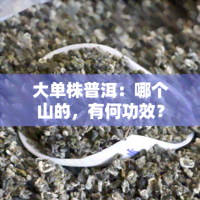 大单株普洱：哪个山的，有何功效？