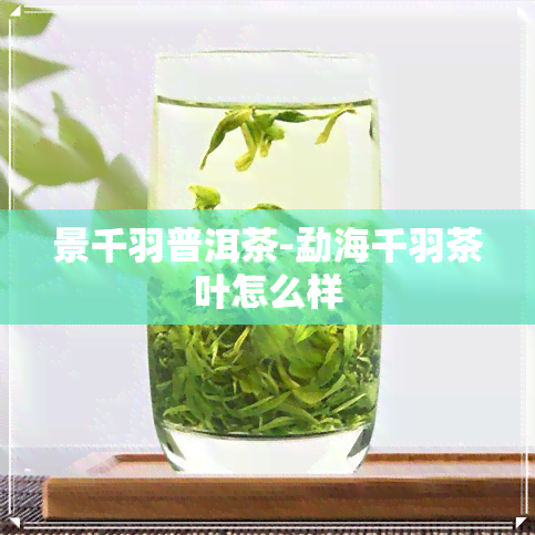 景千羽普洱茶-勐海千羽茶叶怎么样