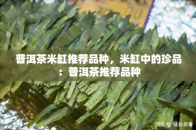 普洱茶米缸推荐品种，米缸中的珍品：普洱茶推荐品种