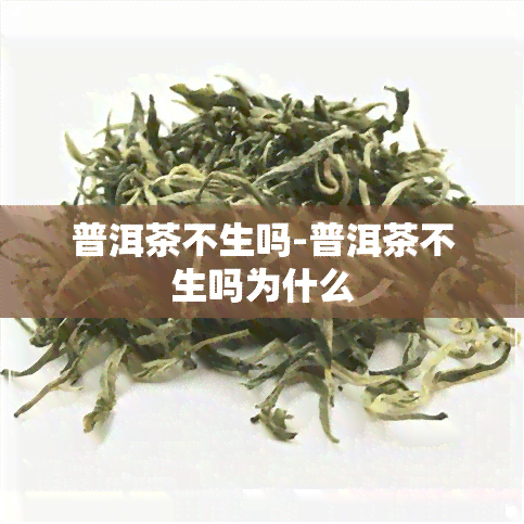 普洱茶不生吗-普洱茶不生吗为什么