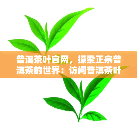 普洱茶叶官网，探索正宗普洱茶的世界：访问普洱茶叶官网