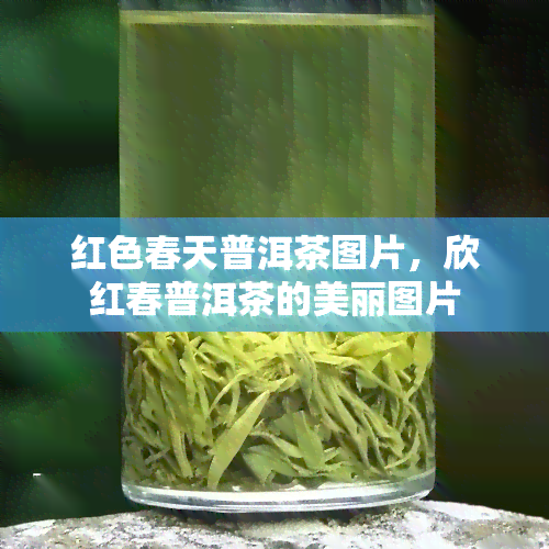 红色春天普洱茶图片，欣红春普洱茶的美丽图片