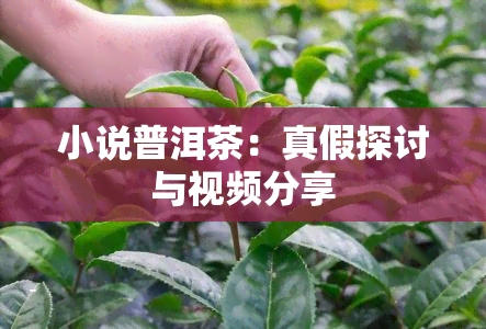 小说普洱茶：真假探讨与视频分享