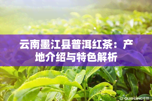 云南墨江县普洱红茶：产地介绍与特色解析