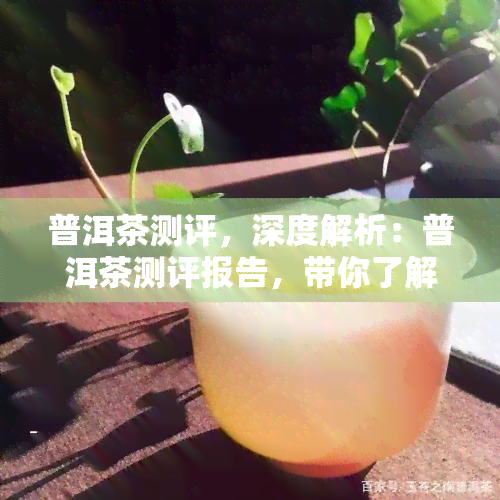 普洱茶测评，深度解析：普洱茶测评报告，带你了解真正的普洱好茶！