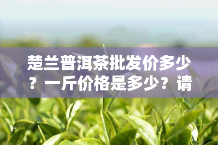 楚兰普洱茶批发价多少？一斤价格是多少？请提供详细信息。