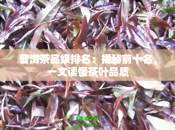 普洱茶品级排名：揭秘前十名，一文读懂茶叶品质