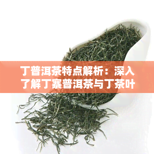 丁普洱茶特点解析：深入了解丁寨普洱茶与丁茶叶的区别