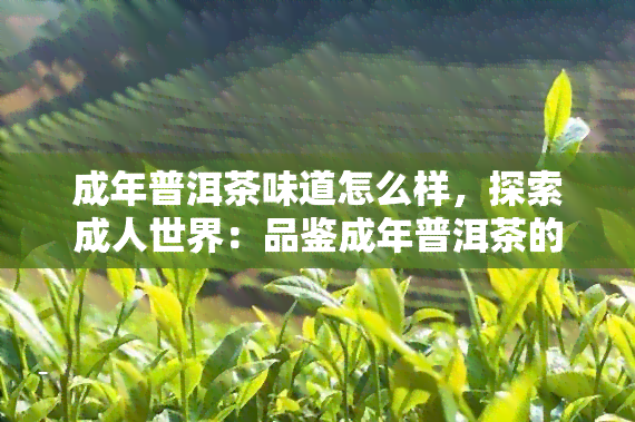 成年普洱茶味道怎么样，探索成人世界：品鉴成年普洱茶的味道