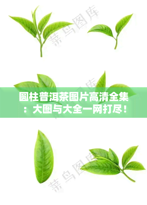 圆柱普洱茶图片高清全集：大图与大全一网打尽！