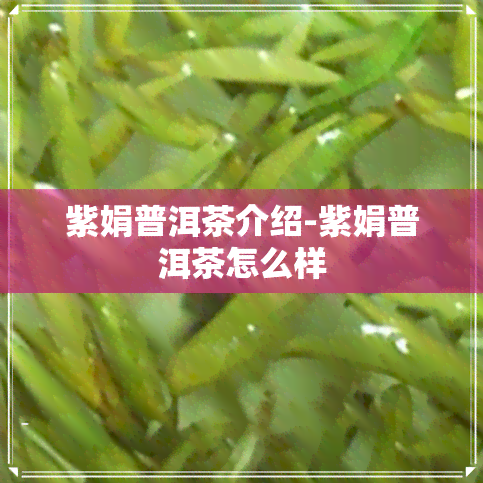 紫娟普洱茶介绍-紫娟普洱茶怎么样