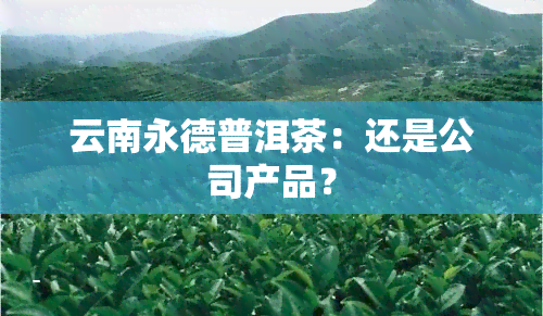 云南永德普洱茶：还是公司产品？