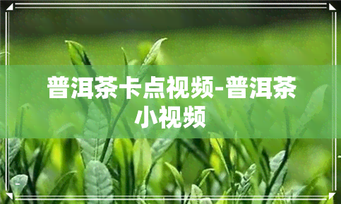 普洱茶卡点视频-普洱茶小视频