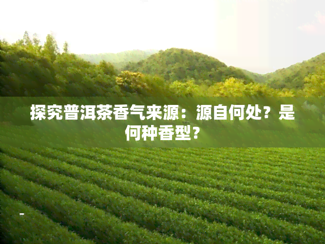 探究普洱茶香气来源：源自何处？是何种香型？