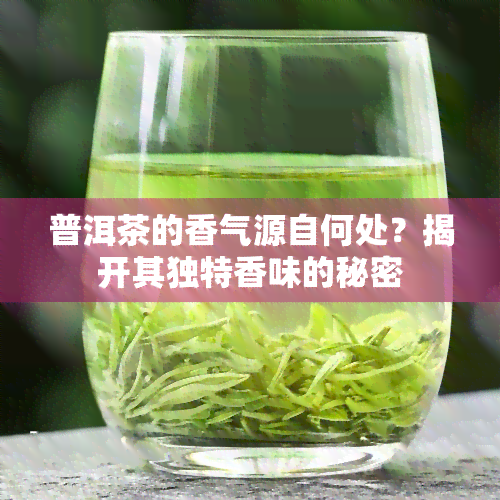 普洱茶的香气源自何处？揭开其独特香味的秘密