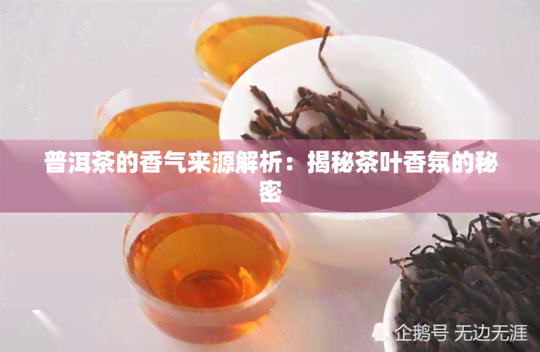 普洱茶的香气来源解析：揭秘茶叶香氛的秘密