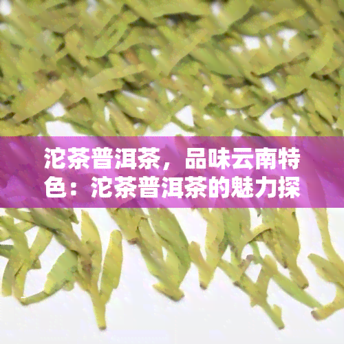 沱茶普洱茶，品味云南特色：沱茶普洱茶的魅力探究