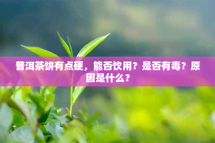 普洱茶饼有点硬，能否饮用？是否有？原因是什么？