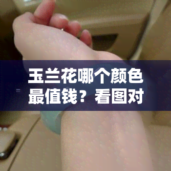 玉兰花哪个颜色最值钱？看图对比！